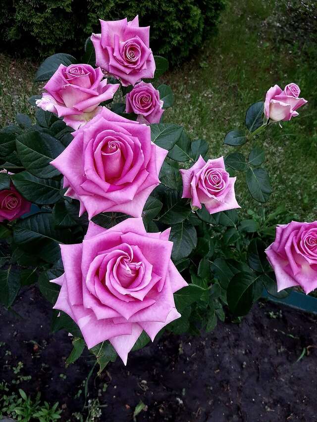 Апарт-отель Новый век Энгельс-22